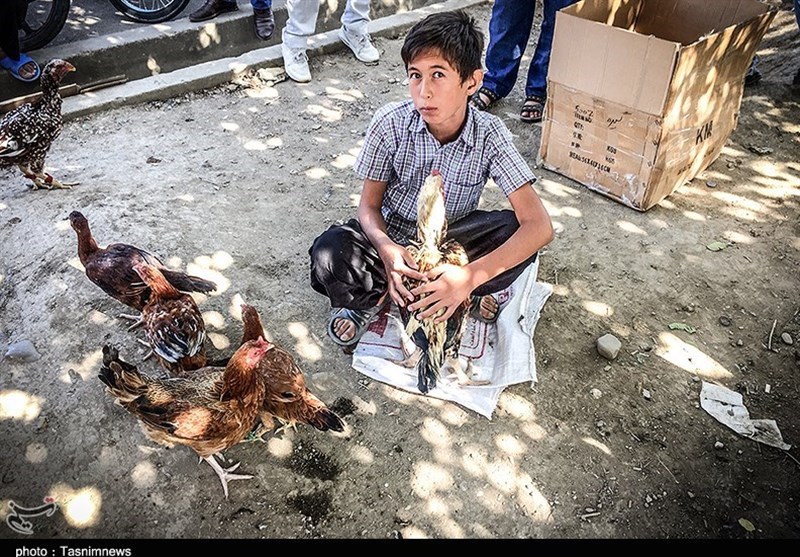 هفته ‌بازار سنتی مرغ، خروس و پرندگان گنبدکاووس