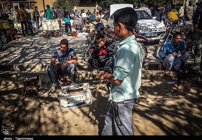هفته ‌بازار سنتی مرغ، خروس و پرندگان گنبدکاووس