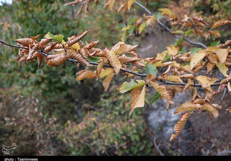 پاییز اشکورات