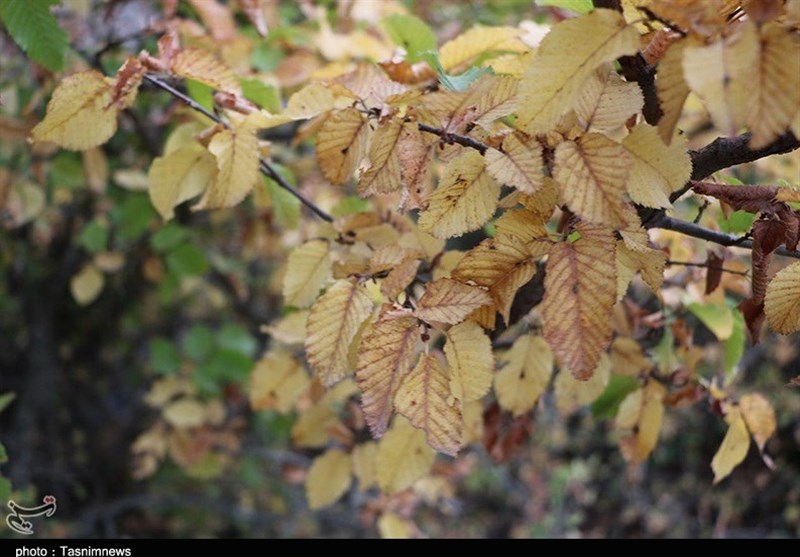 پاییز اشکورات