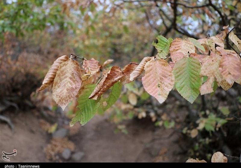 پاییز اشکورات