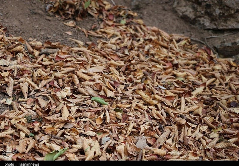 پاییز اشکورات