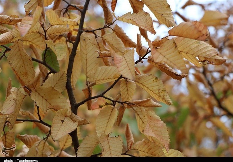 پاییز اشکورات