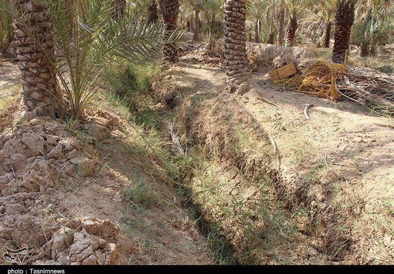 نخلستان‌های شادگان