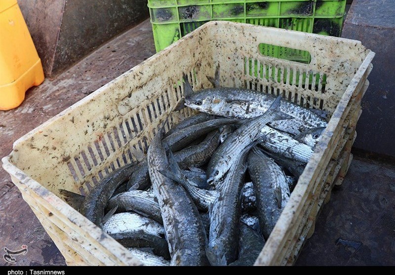 صید پره در گیلان