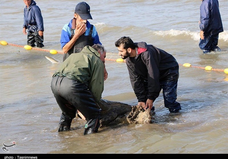 صید پره در گیلان