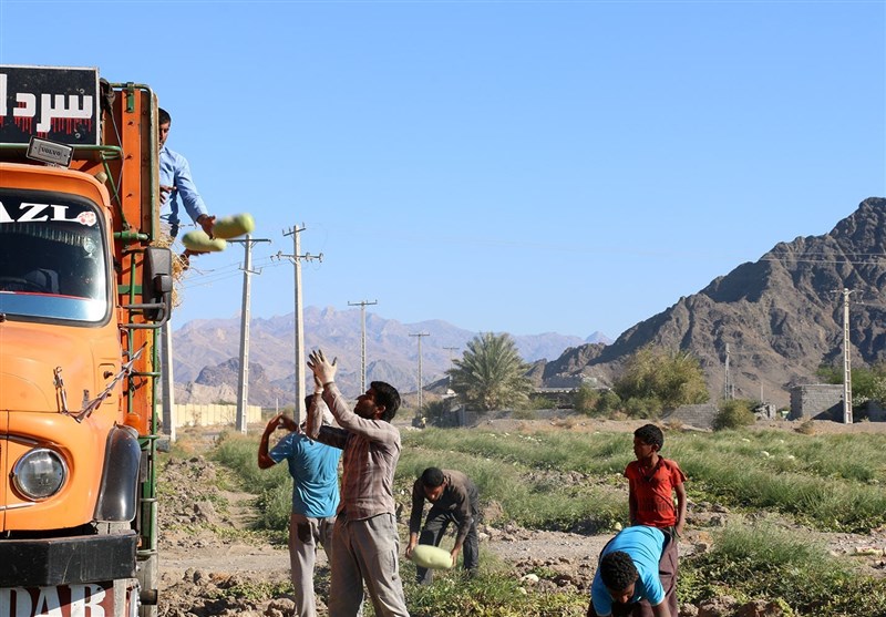 برداشت هندوانه هشتبندی میناب