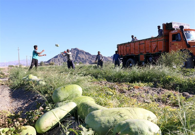 برداشت هندوانه هشتبندی میناب