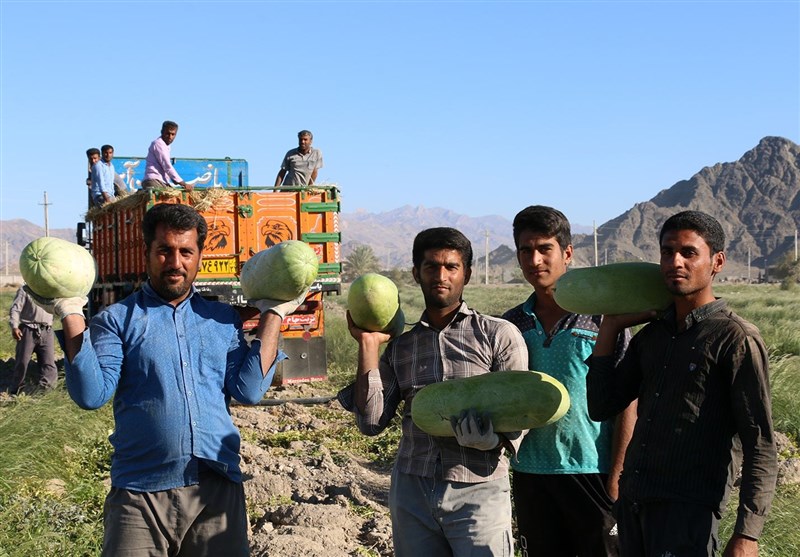 برداشت هندوانه هشتبندی میناب