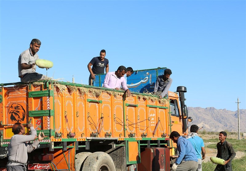 برداشت هندوانه هشتبندی میناب