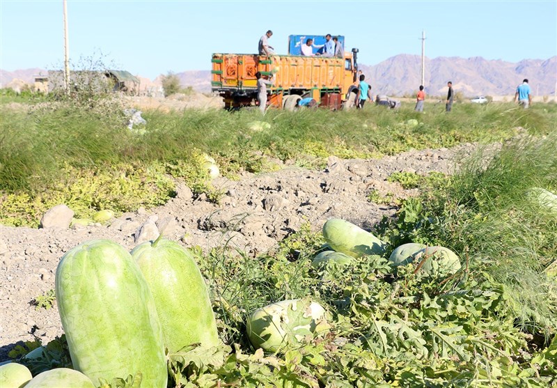 برداشت هندوانه هشتبندی میناب