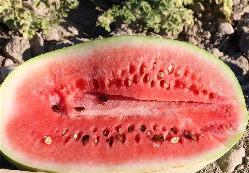 برداشت هندوانه هشتبندی میناب