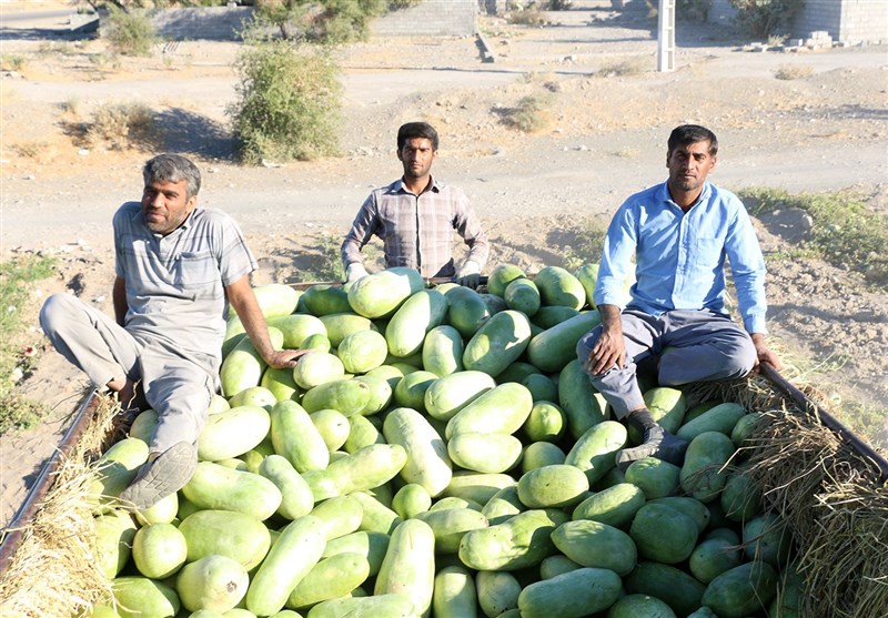 برداشت هندوانه هشتبندی میناب