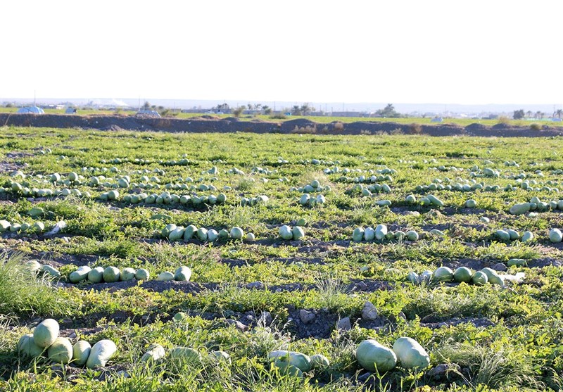 برداشت هندوانه هشتبندی میناب