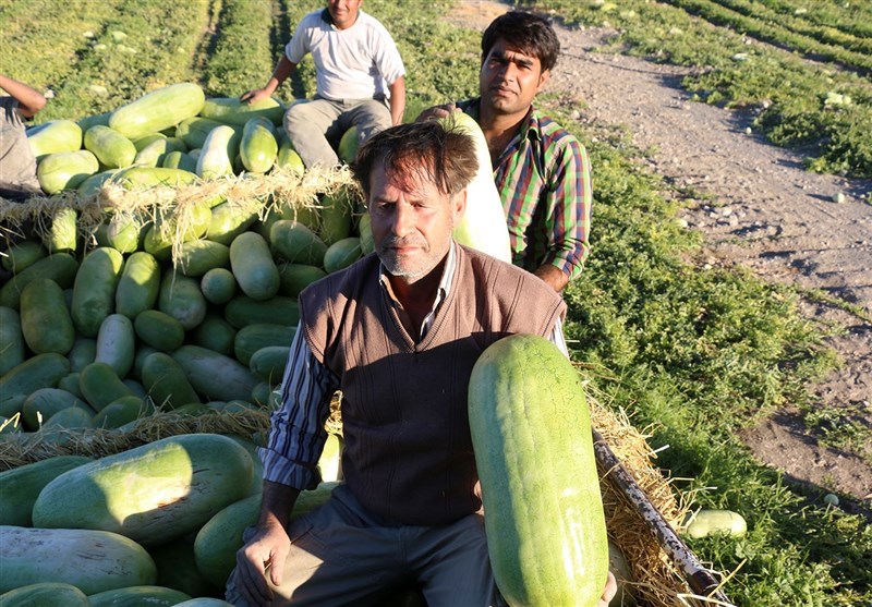 برداشت هندوانه هشتبندی میناب