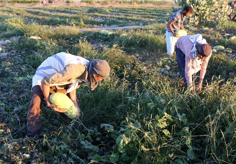 برداشت هندوانه هشتبندی میناب