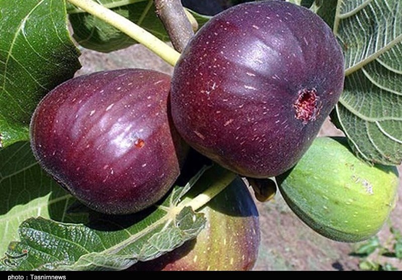 زودرس‌ترین انجیر جهان در آستانه نابودی-پلدختر