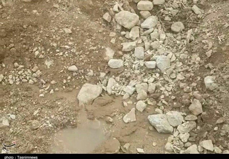 زودرس‌ترین انجیر جهان در آستانه نابودی-پلدختر