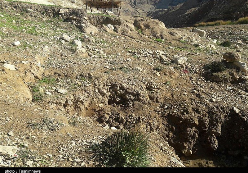 زودرس‌ترین انجیر جهان در آستانه نابودی-پلدختر