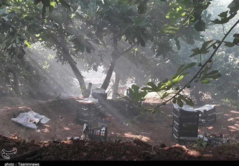 زودرس‌ترین انجیر جهان در آستانه نابودی-پلدختر