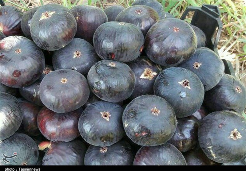 زودرس‌ترین انجیر جهان در آستانه نابودی-پلدختر