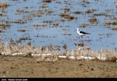 زنگ خطر کاهش سطح و حجم تالاب‌های کشور به صدا در آمد