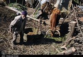 همزمان با پخت نیشکر آقای براری به سایر کارهاری روزانه از جمله رسیدگی به دام می پردازد