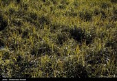 برداشت نیشکر در روستای ریکنده  قائمشهر