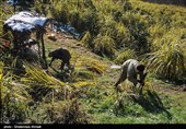 روستای ریکنده دارای مزارع فراوان نیشکر می باشد.
