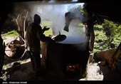 برداشت نیشکر در روستای ریکنده  قائمشهر