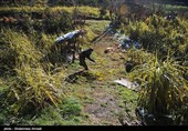 برداشت نیشکر در روستای ریکنده  قائمشهر