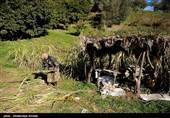 برداشت نیشکر در روستای ریکنده  قائمشهر