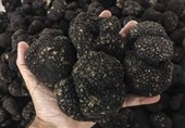 کشف 225 کیلوگرم قارچ ترافل قاچاق در شاهرود
