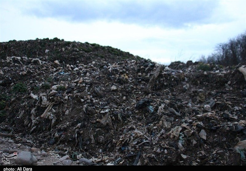 جنگل‌زدایی , بحران های محیط زیست , 