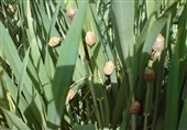 مبارزه با سن مضر غلات در 720 هزار هکتار اراضی کردستان