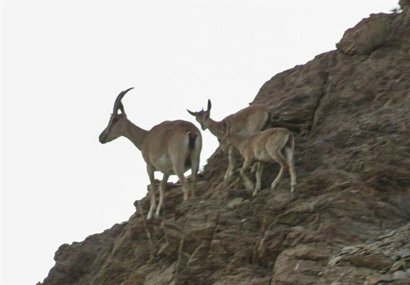 مستند , سینما , تلویزیون , عید نوروز , ایرانگردی | ایران گردی , 
