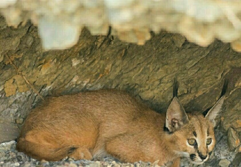 مستند , سینما , تلویزیون , عید نوروز , ایرانگردی | ایران گردی , 