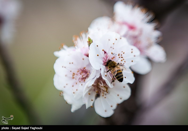 الربیع بطبیعته الخلابة فی اردیبل