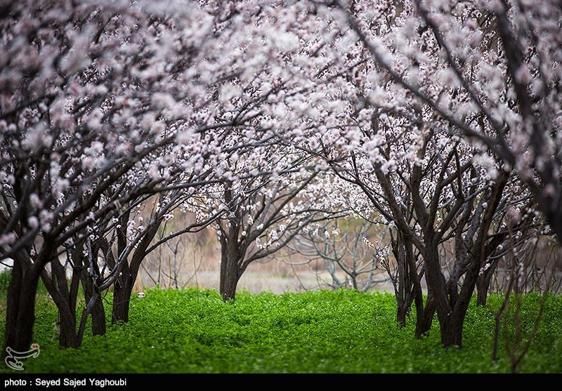 الربیع بطبیعته الخلابة فی اردیبل