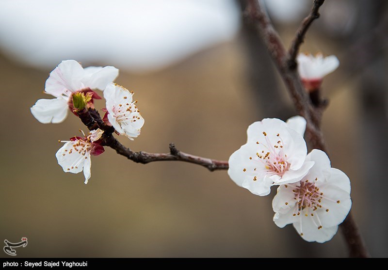 الربیع بطبیعته الخلابة فی اردیبل