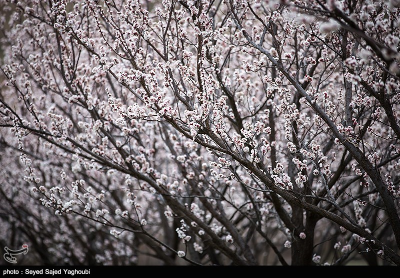 الربیع بطبیعته الخلابة فی اردیبل