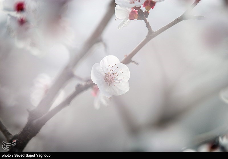 الربیع بطبیعته الخلابة فی اردیبل