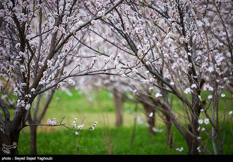 الربیع بطبیعته الخلابة فی اردیبل
