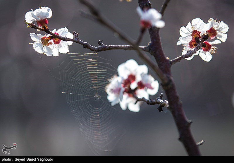 الربیع بطبیعته الخلابة فی اردیبل