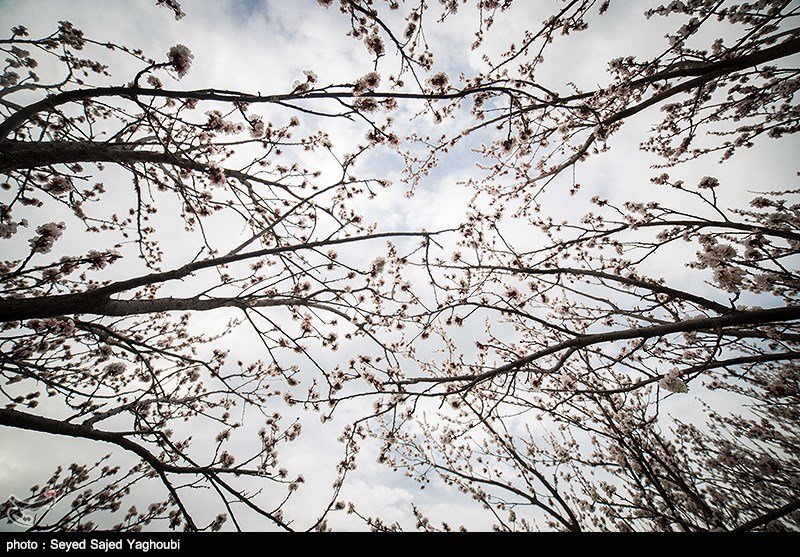 الربیع بطبیعته الخلابة فی اردیبل