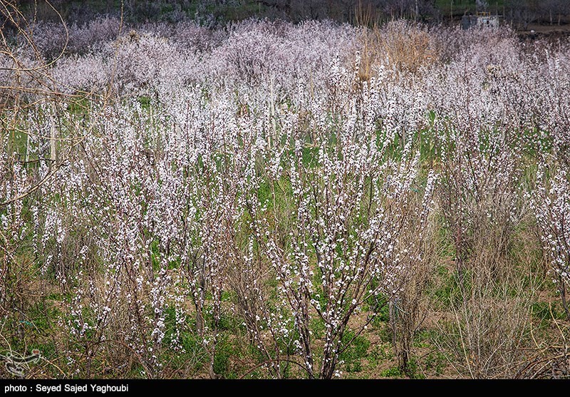 الربیع بطبیعته الخلابة فی اردیبل