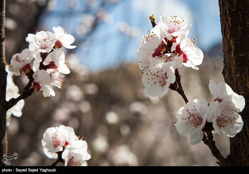 الربیع بطبیعته الخلابة فی اردیبل