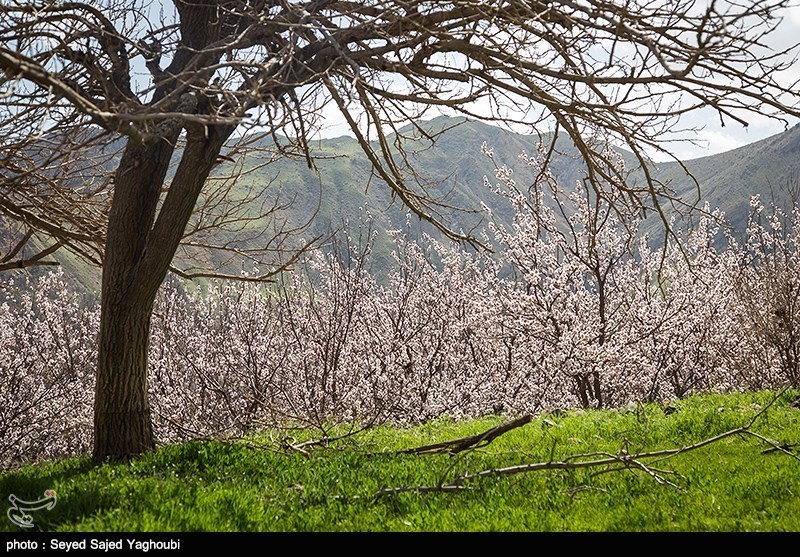 الربیع بطبیعته الخلابة فی اردیبل