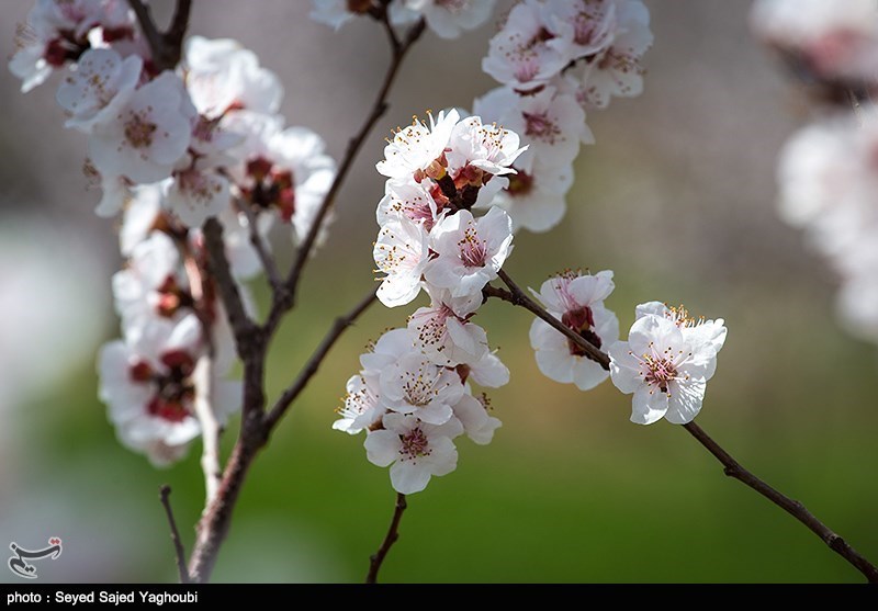 الربیع بطبیعته الخلابة فی اردیبل