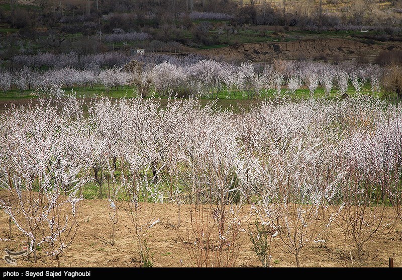 الربیع بطبیعته الخلابة فی اردیبل